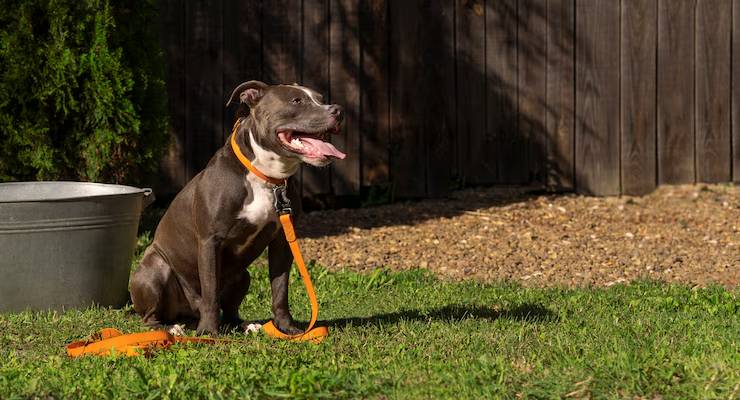 Why Dog Waste Stations Aren't Enough Without a Pooper Scooper Service